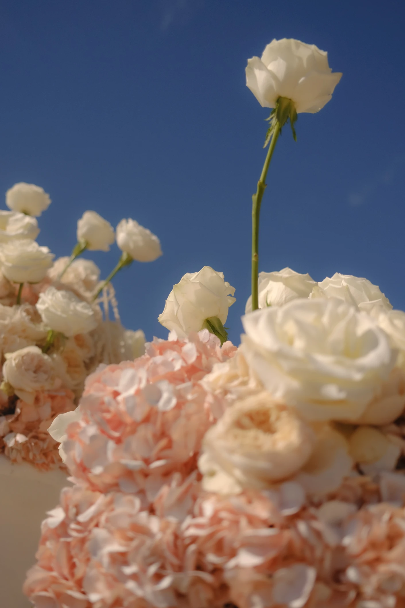 Foto detalle de las flores.